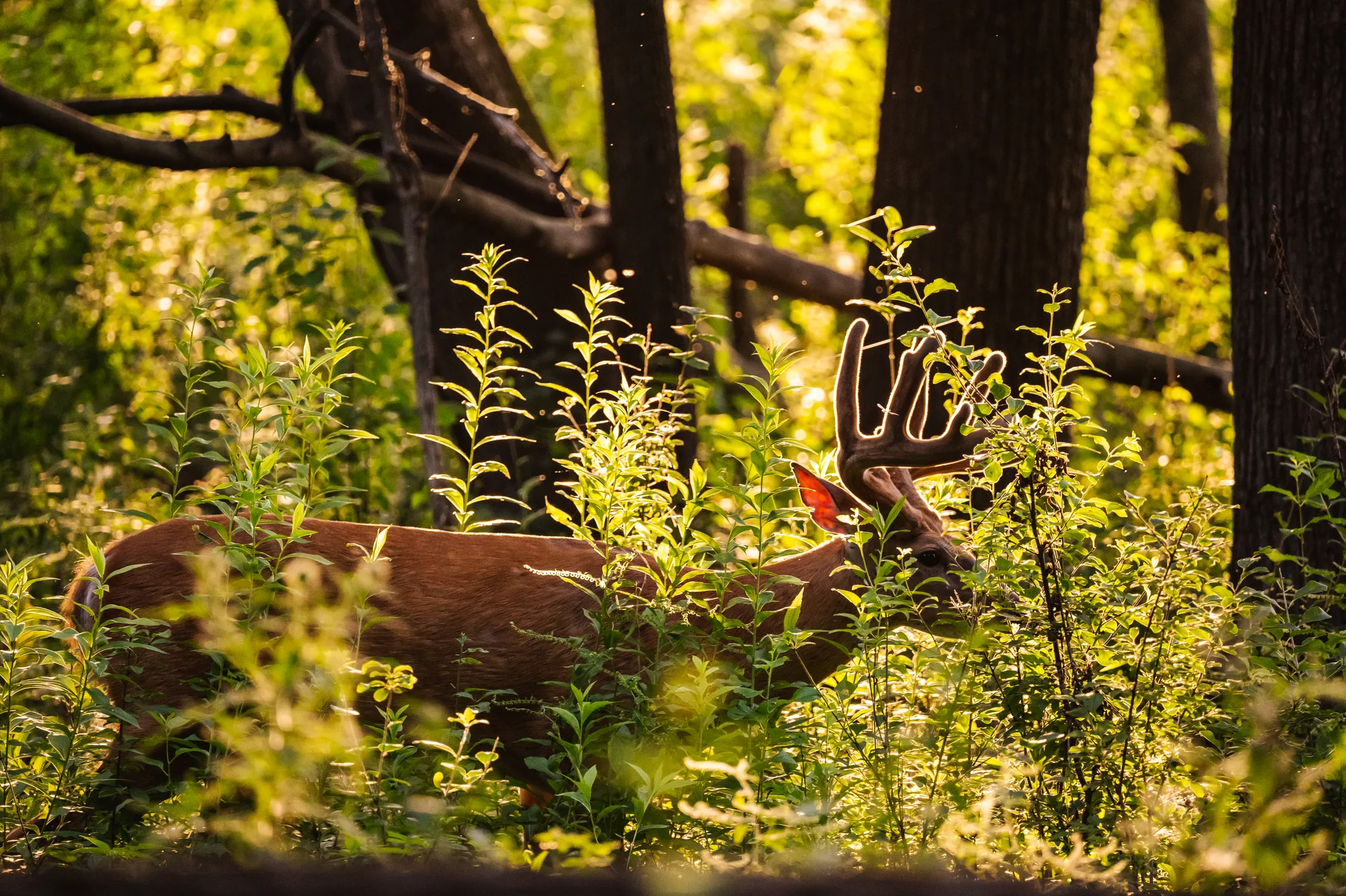 backlit male deer eating underbrush at sunset