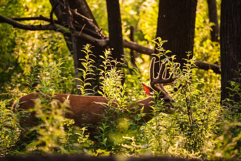 backlit male deer eating underbrush at sunset