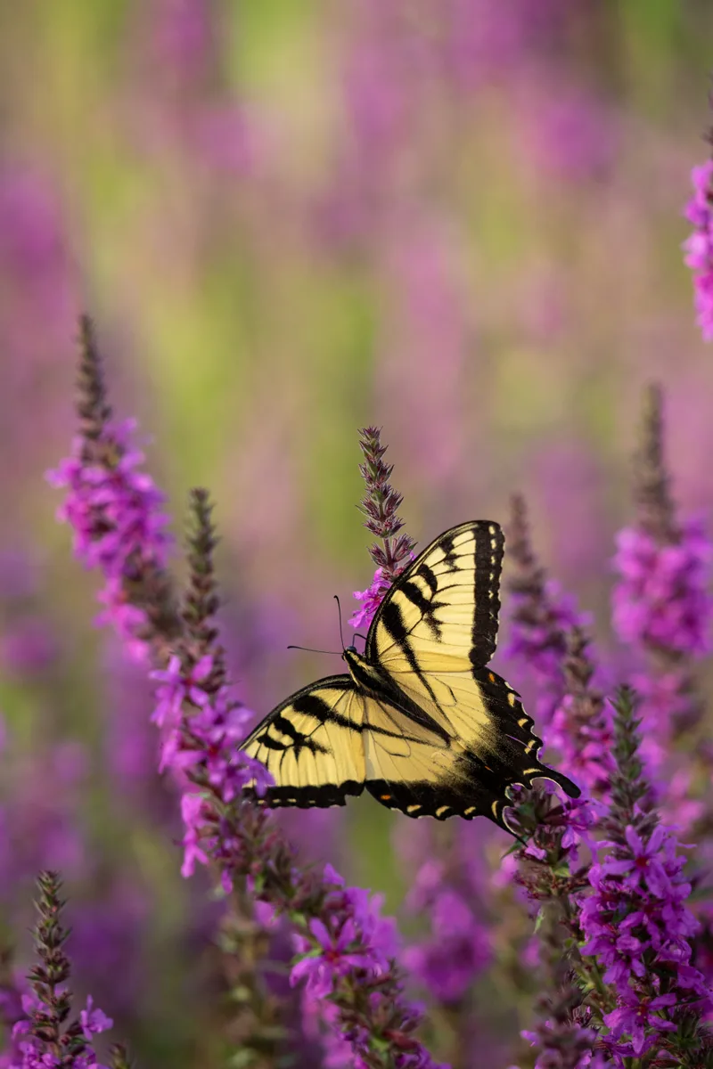 macro image of a butterfly on a flower