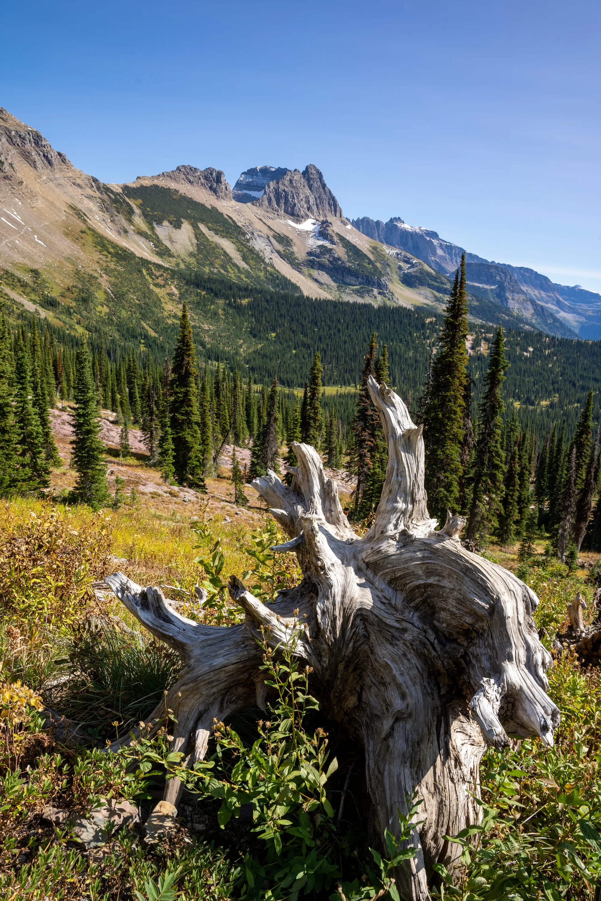 Dead White Tree Stump with Valley and Mountains in the Background from Granite Park Chalet in Glacier National Park