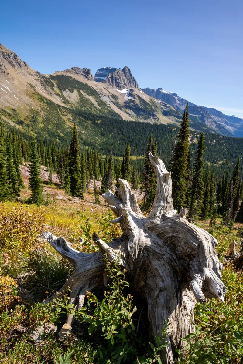 Dead White Tree Stump with Valley and Mountains in the Background from Granite Park Chalet in Glacier National Park