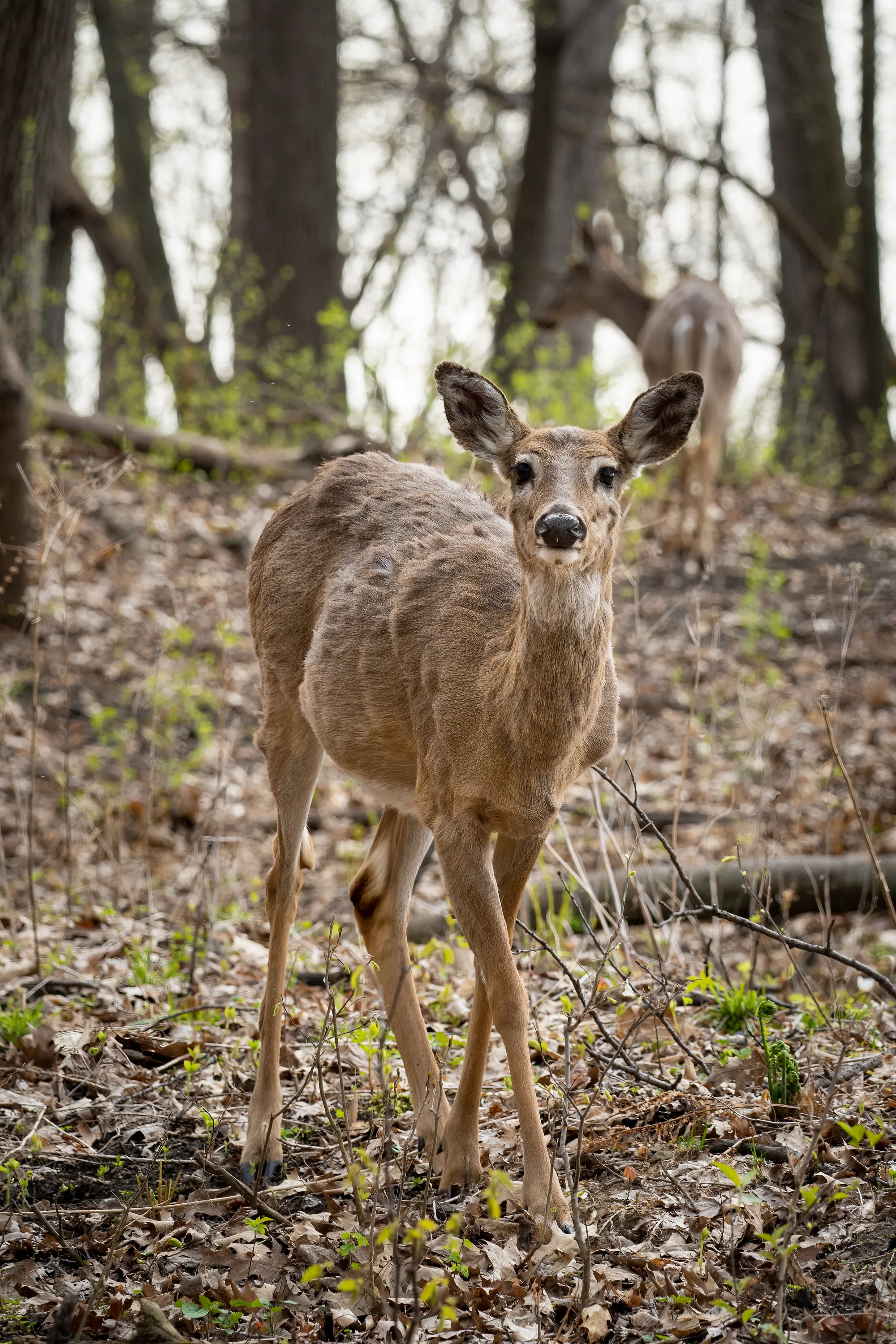 young female deer in the woods looking at the camera