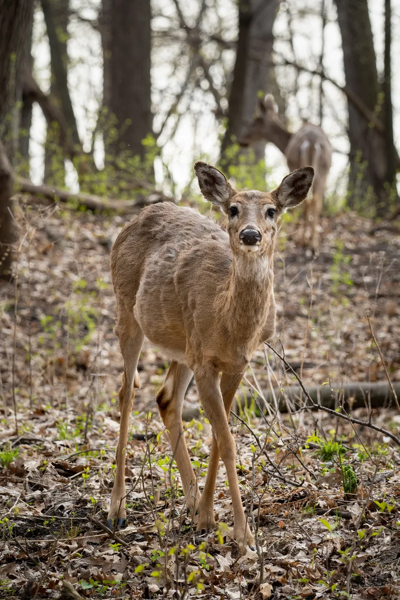 young female deer in the woods looking at the camera