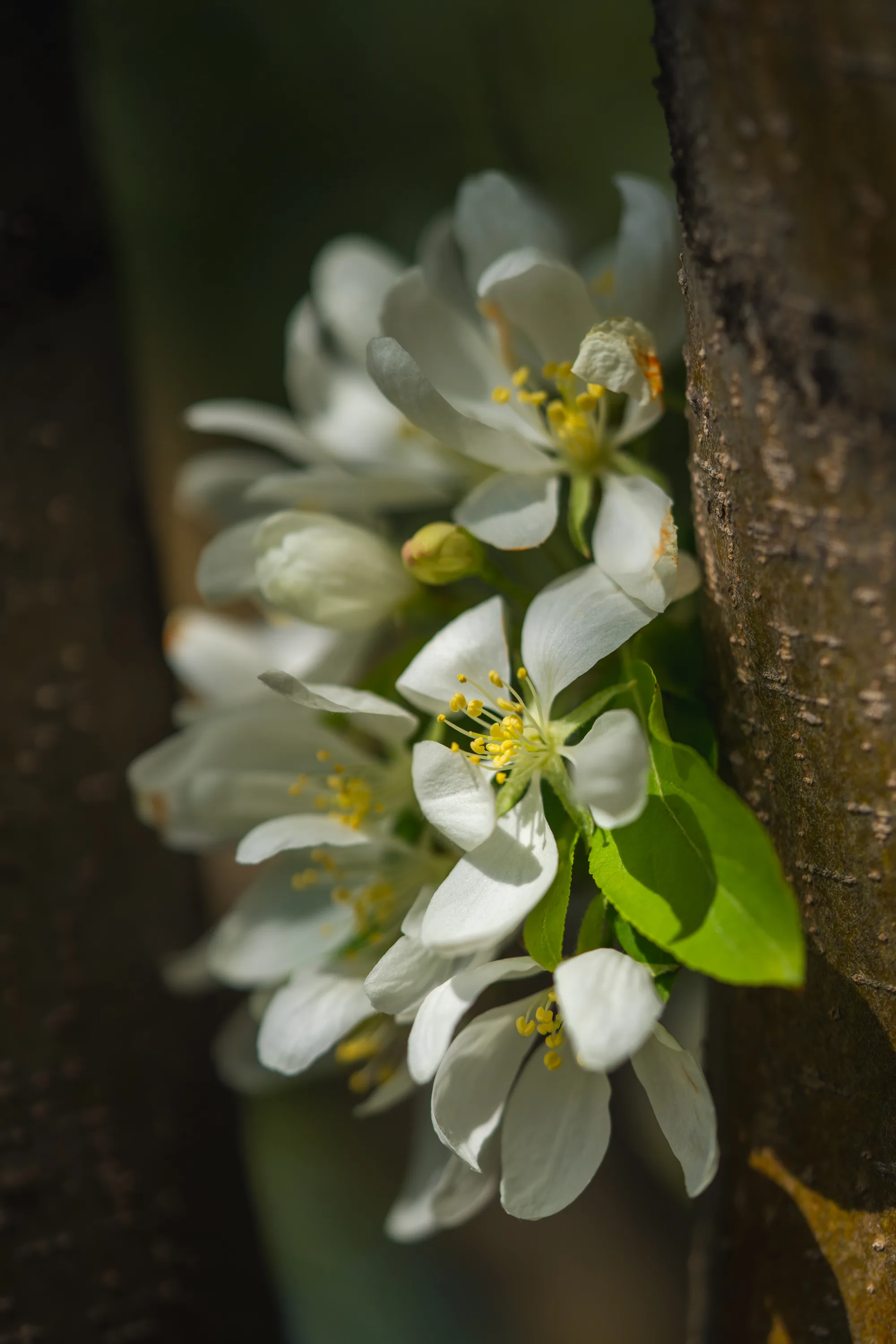 white flower blossoms just off the trunk of a tree