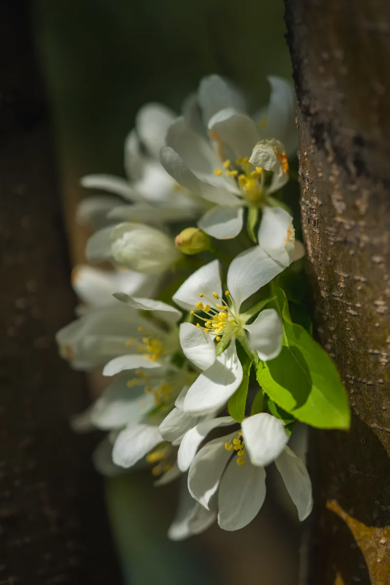 white flower blossoms just off the trunk of a tree