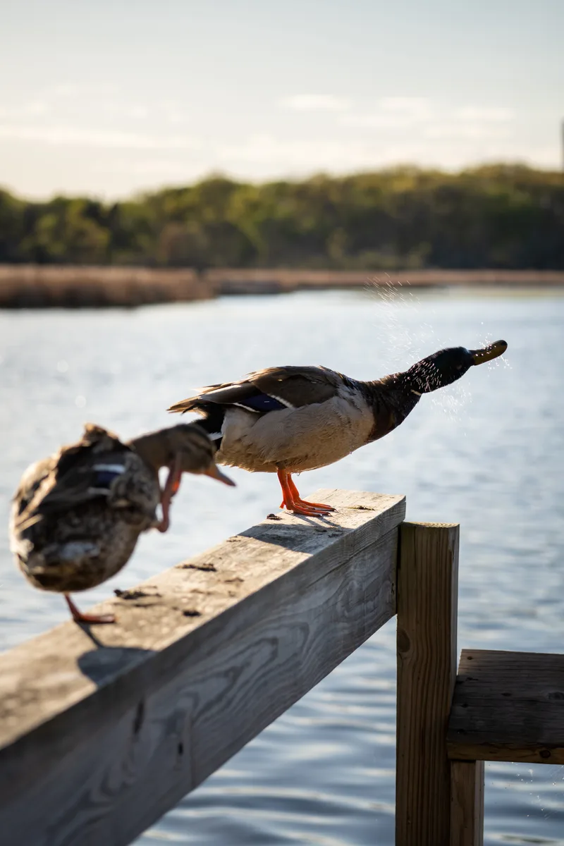mallard ducks shaking the water off themselves after coming back from a swim