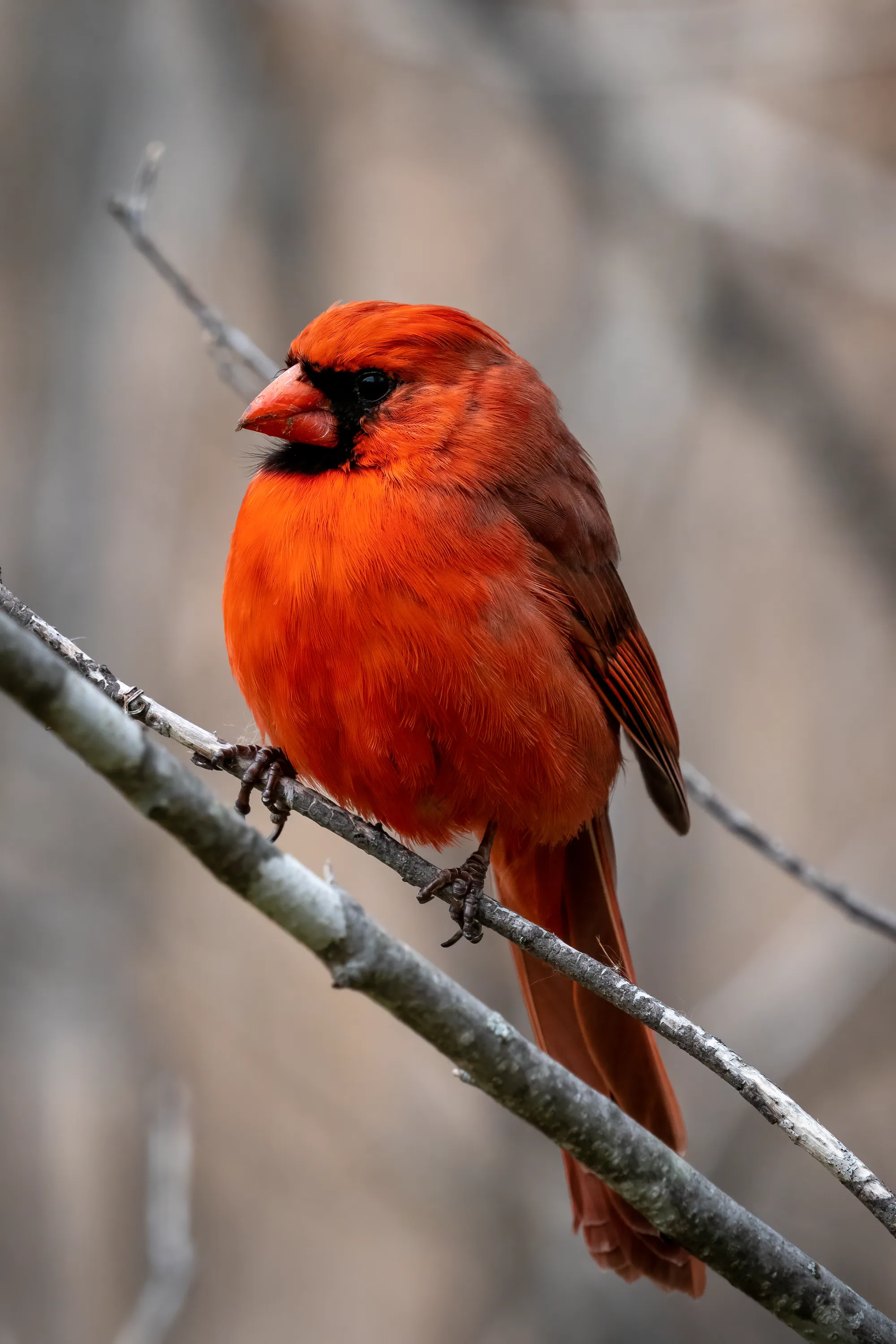 close-up of a cardinal on a branch on a cool day