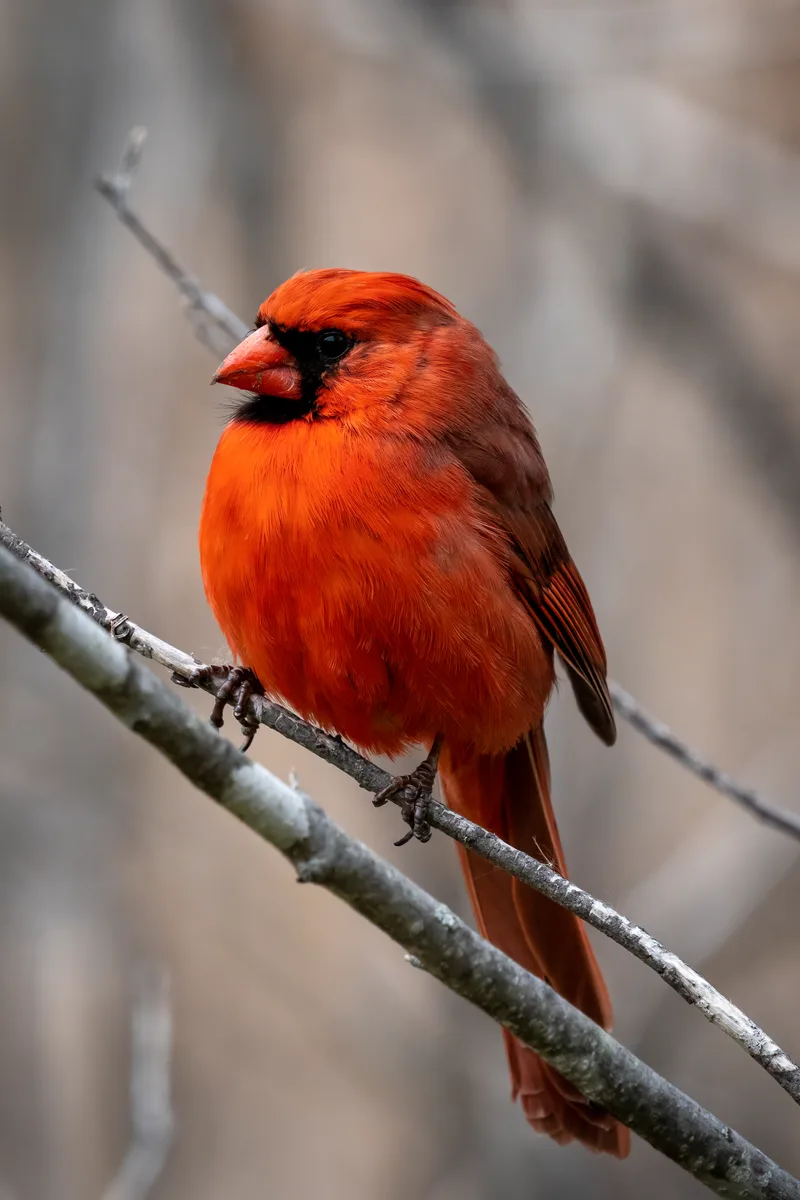close-up of a cardinal on a branch on a cool day