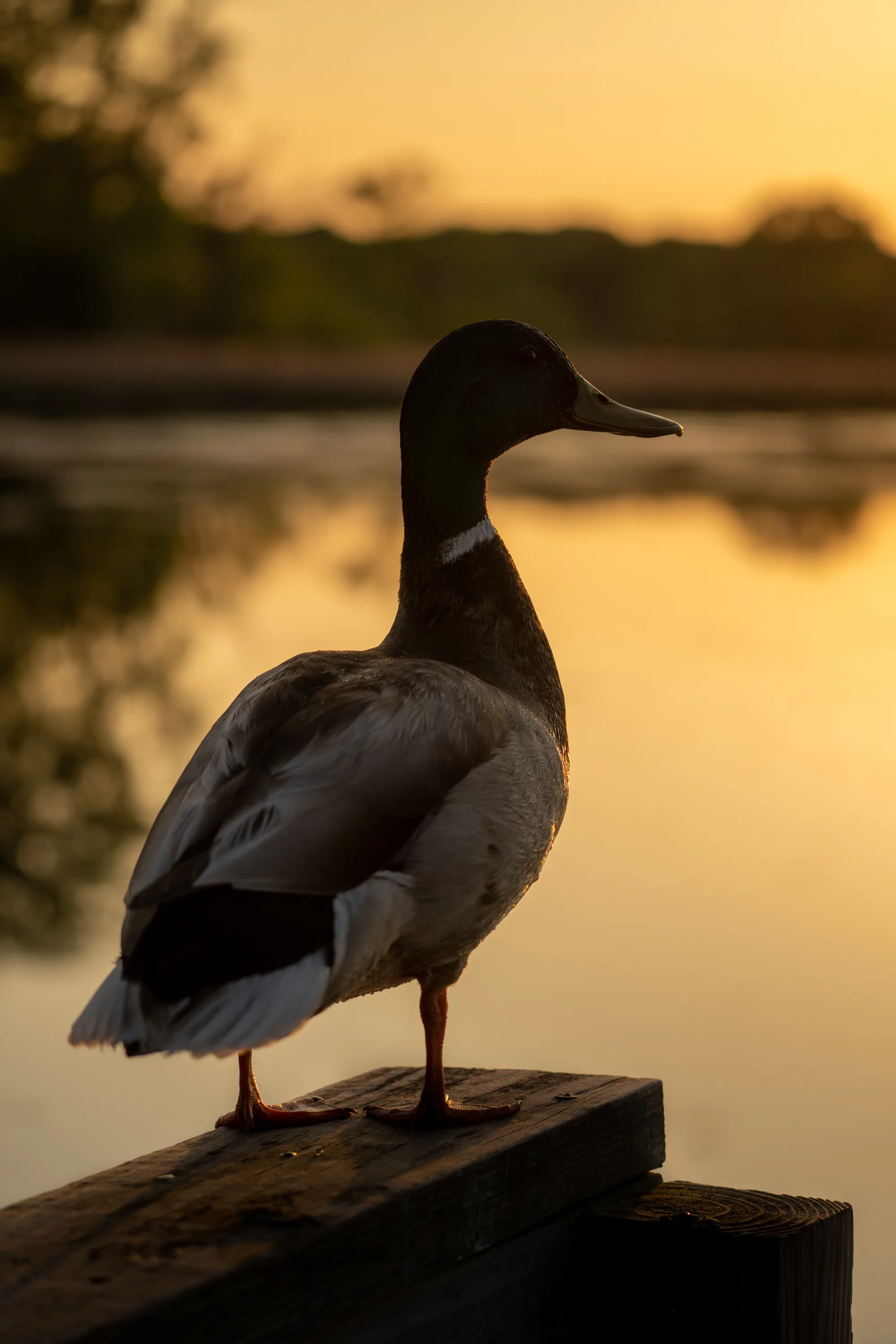 mallard duck surveying his lake domain at sunset