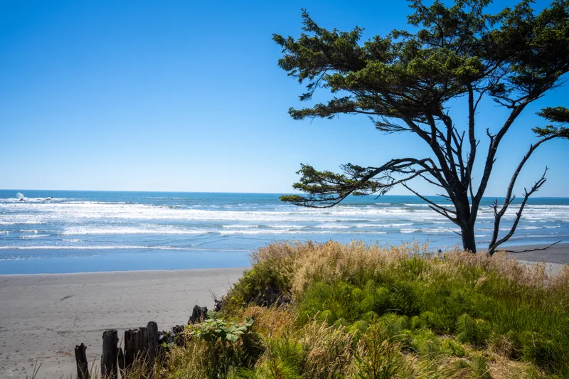 lone tree on the grass cliffs of the pacific ocean at kalaloch lodge
