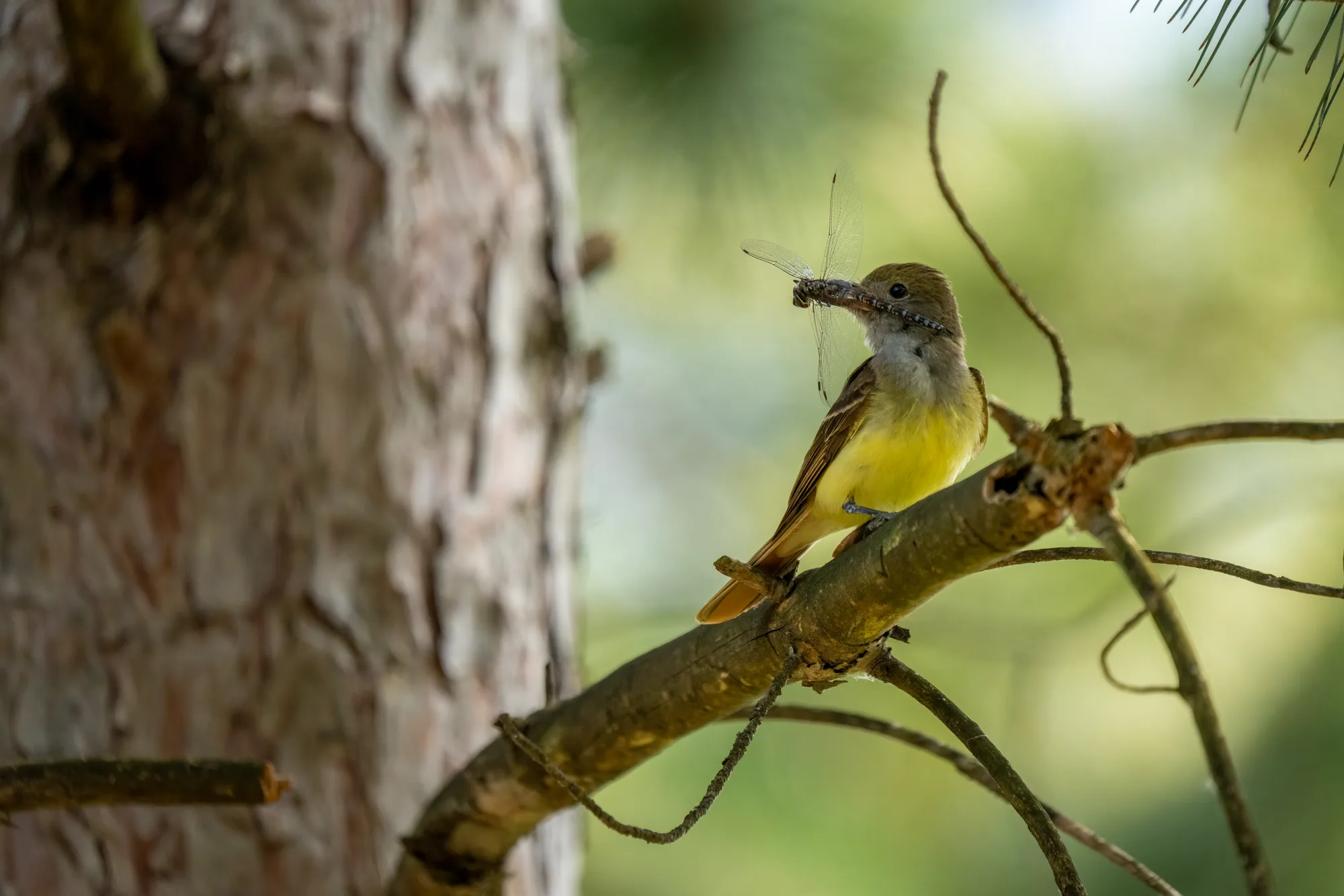 great crested flycatcher with its dragonfly catch in a tree