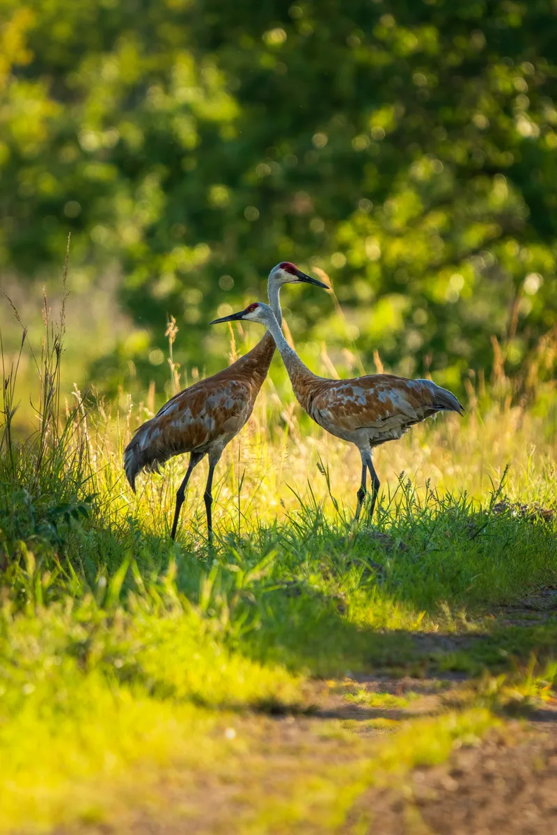 two sandhill cranes standing on a dirt refugee road