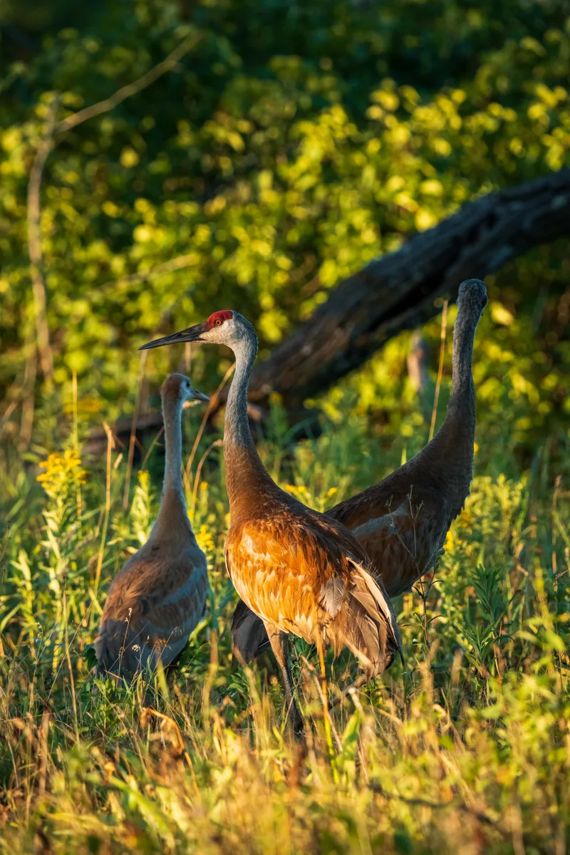 family of sandhill cranes standing at the edge of a refugee prairie
