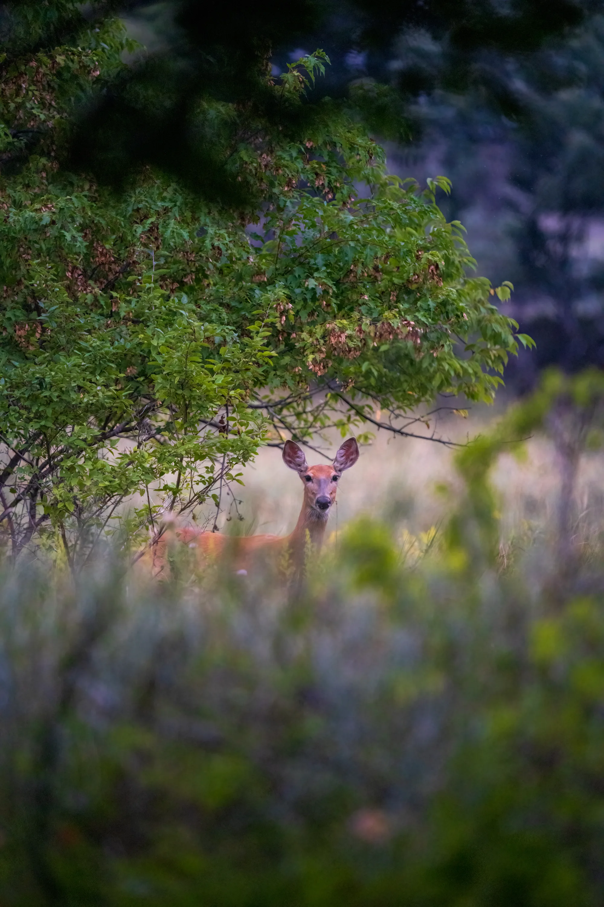 female deer peaking over the tall grass of a prairie
