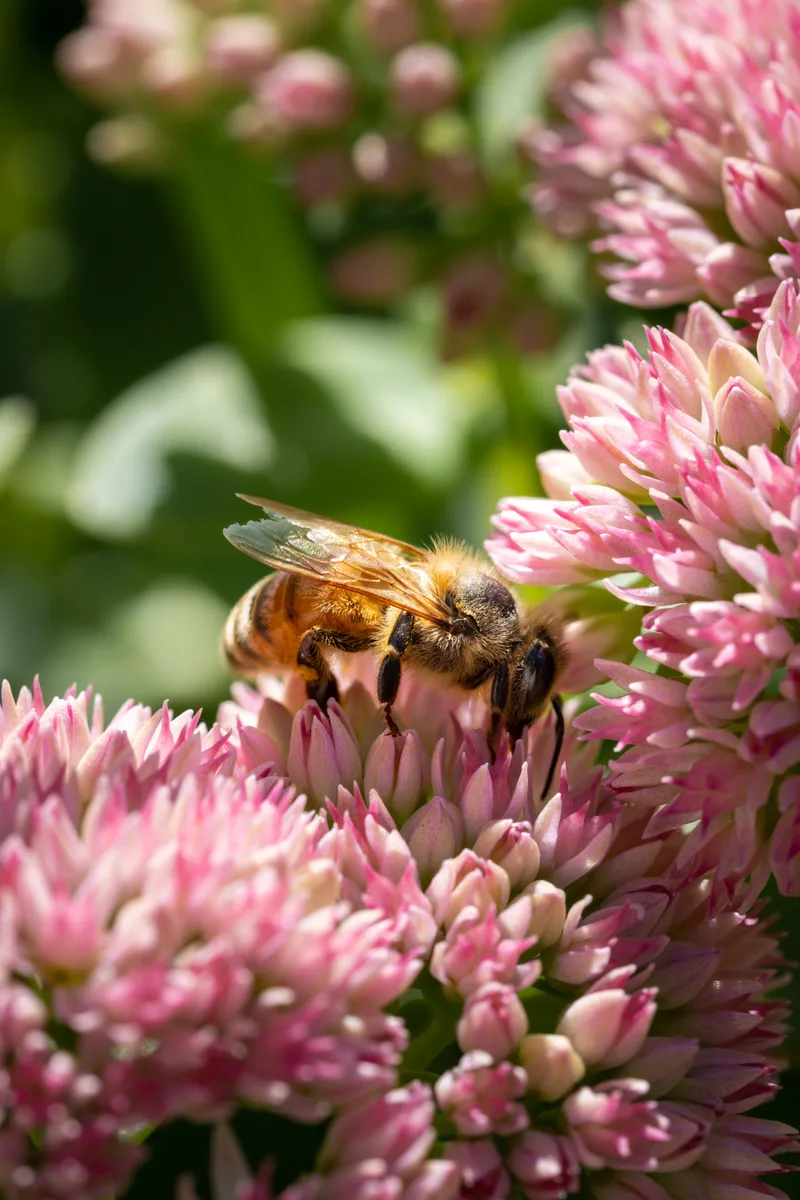close-up of a honey bee on pink flower