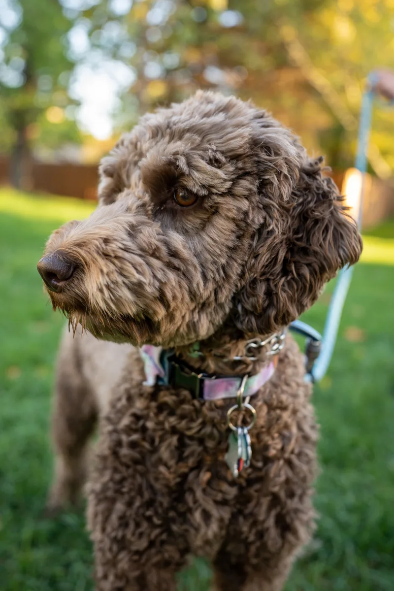 jocie got a new collar and bowtie