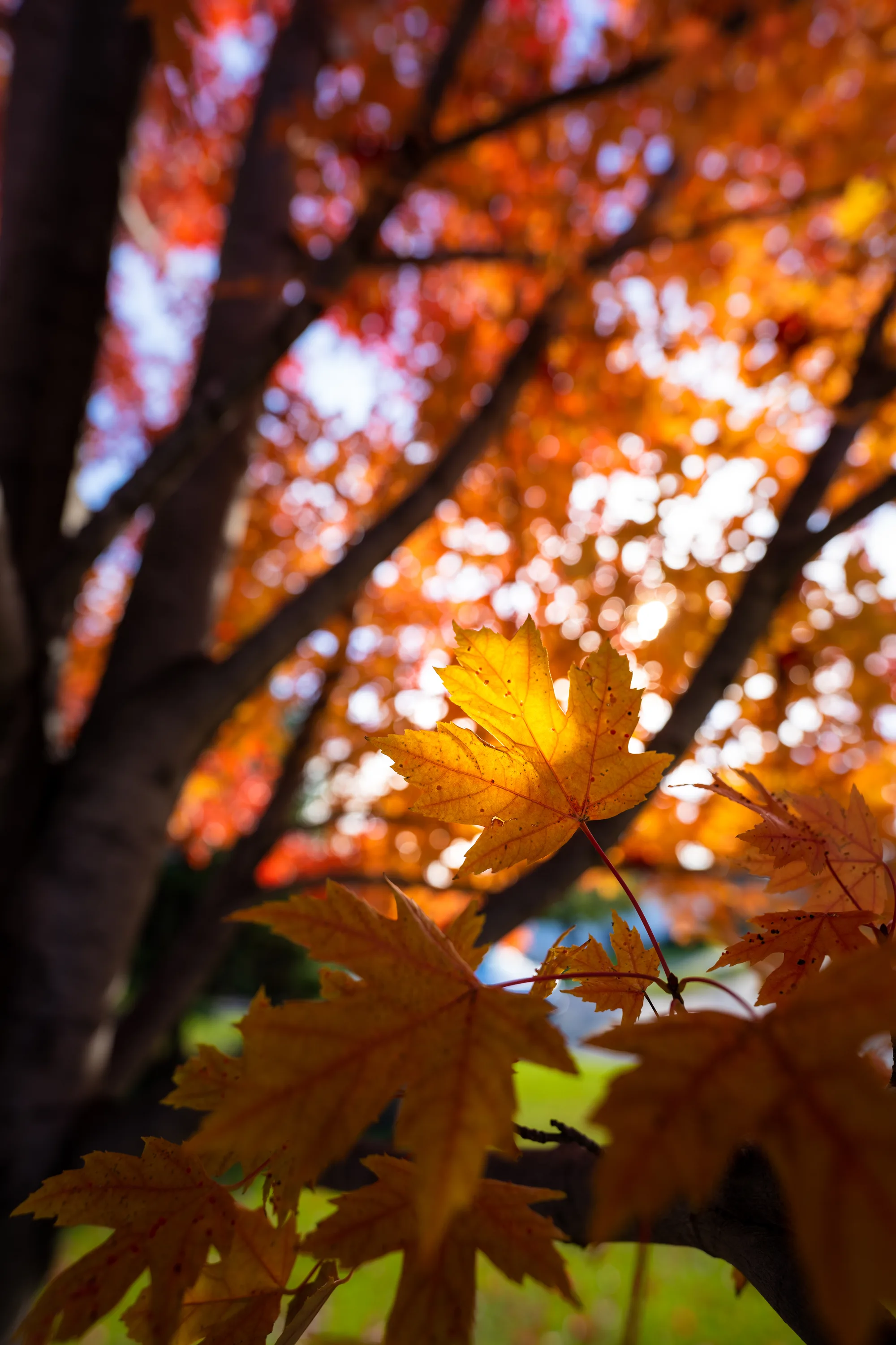 autumn leaves in minnesota