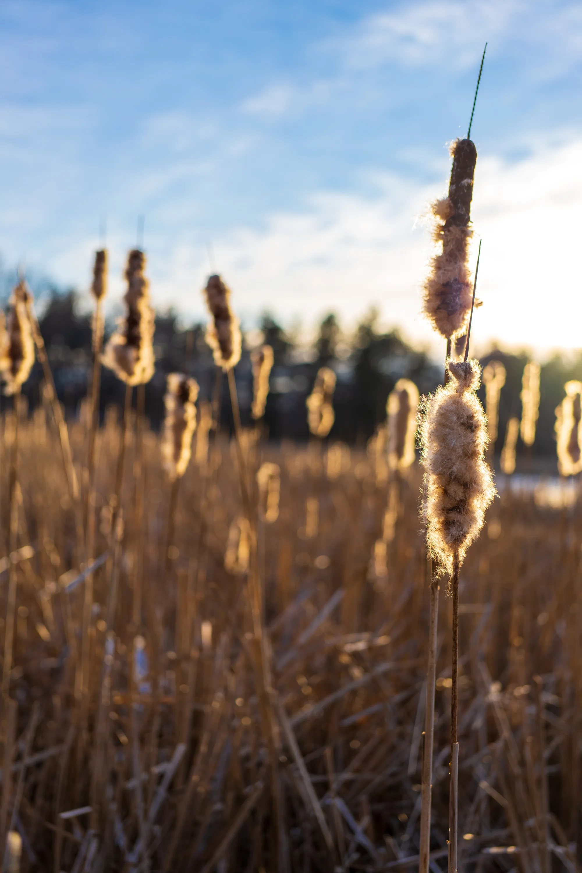 dried out cattails at a winter sunset