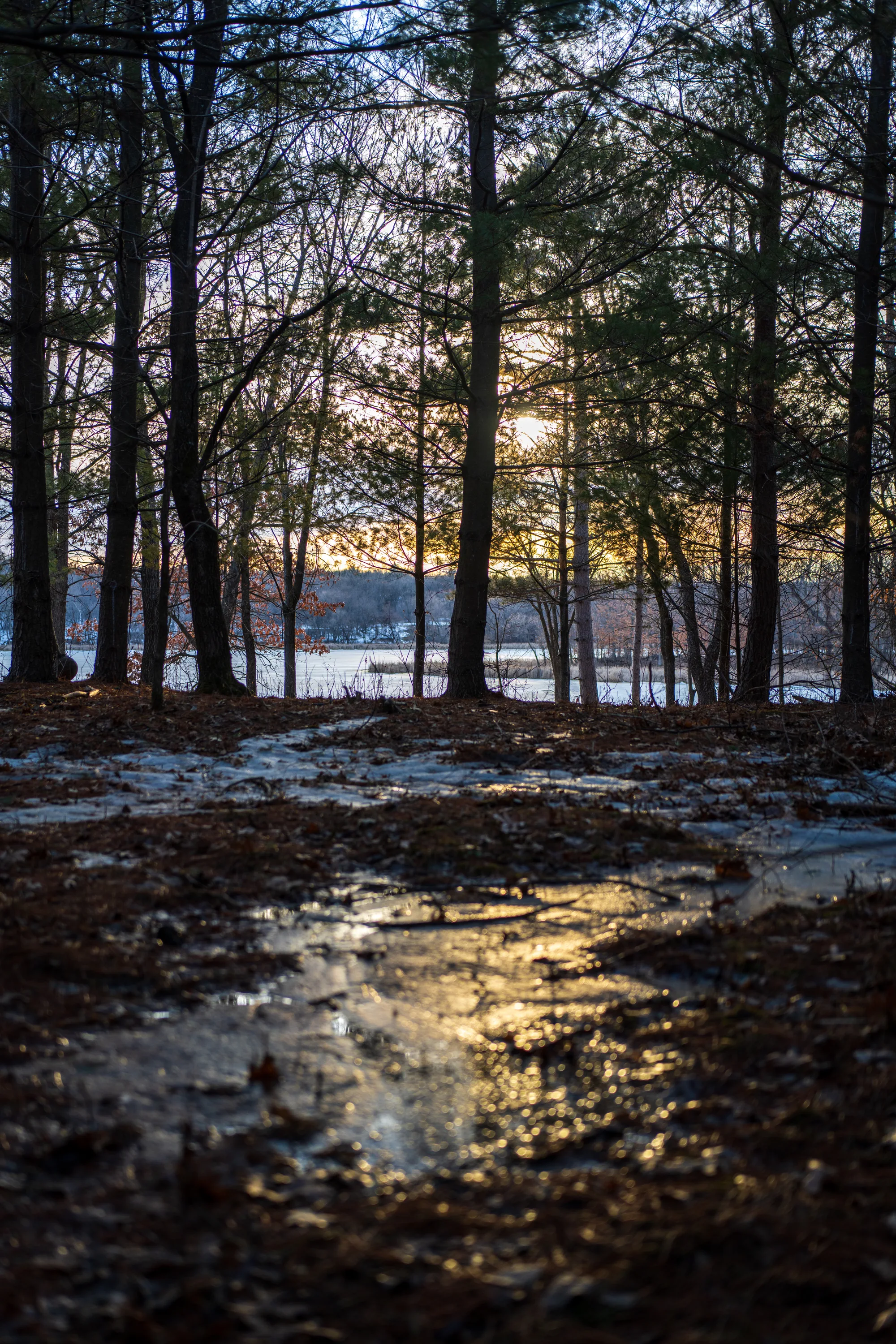 sunset reflecting on a lakeside frozen puddle in the woods