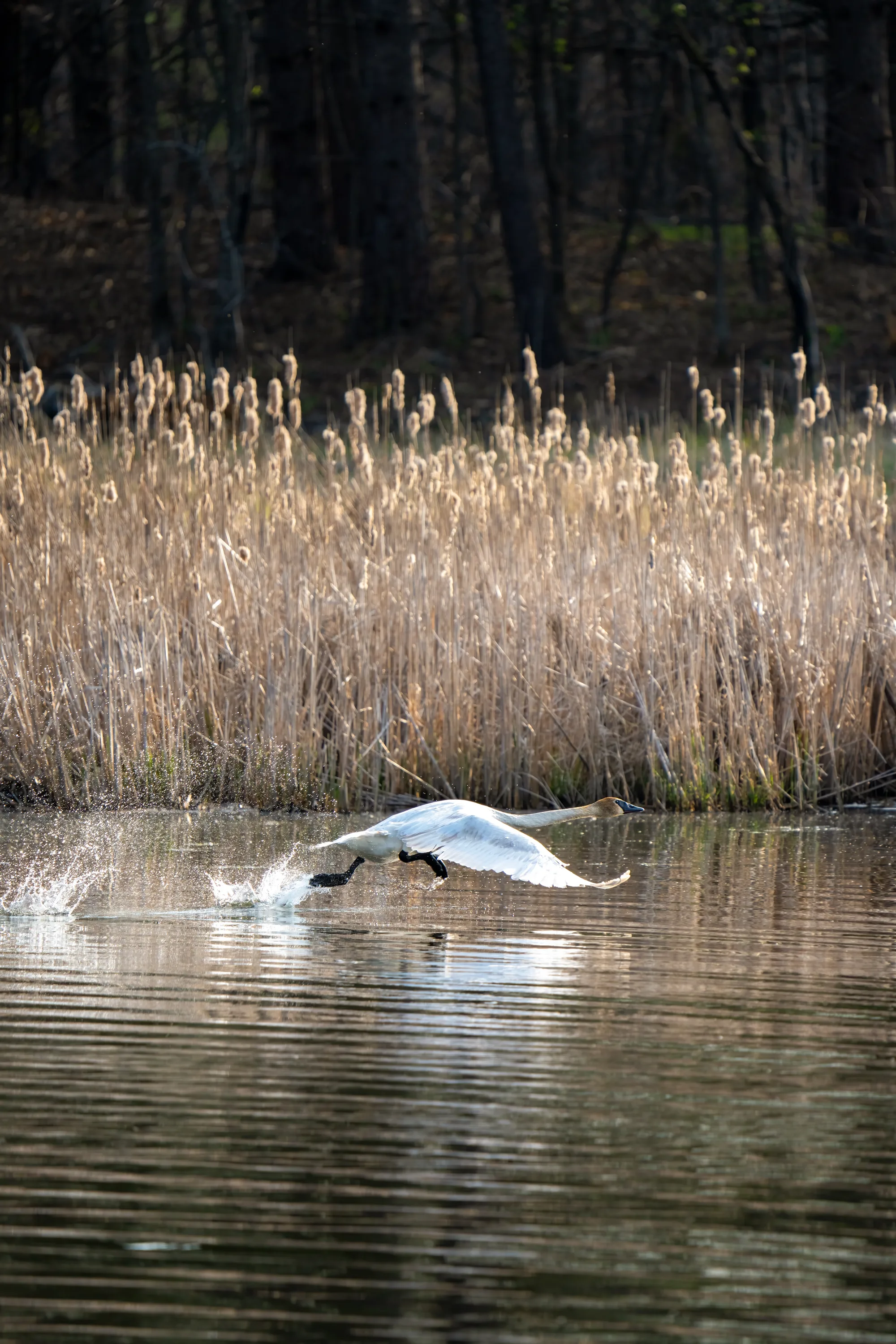 swan taking flight across the surface of a lake