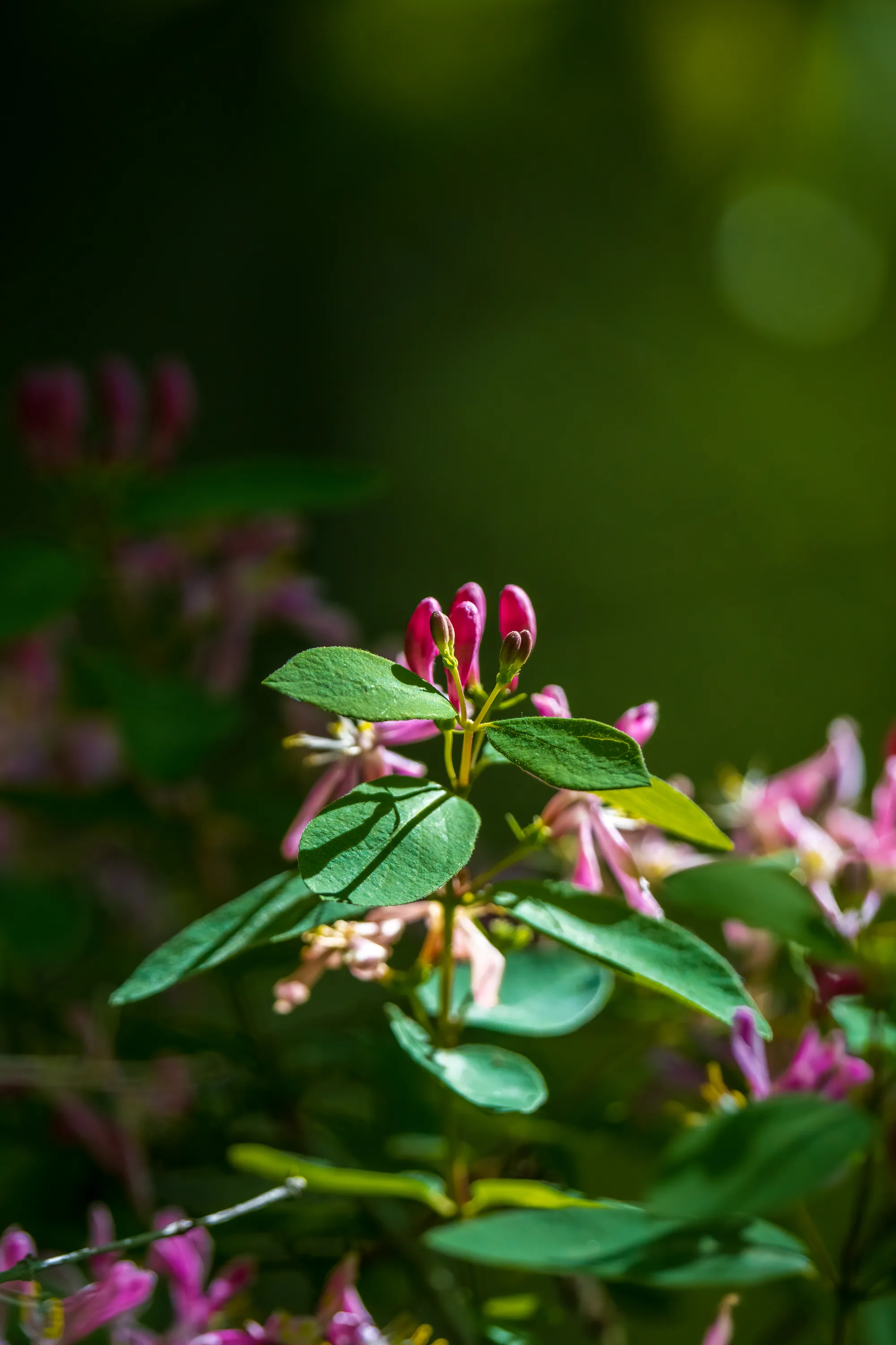 fresh spring pink flower buds on a small green shurb