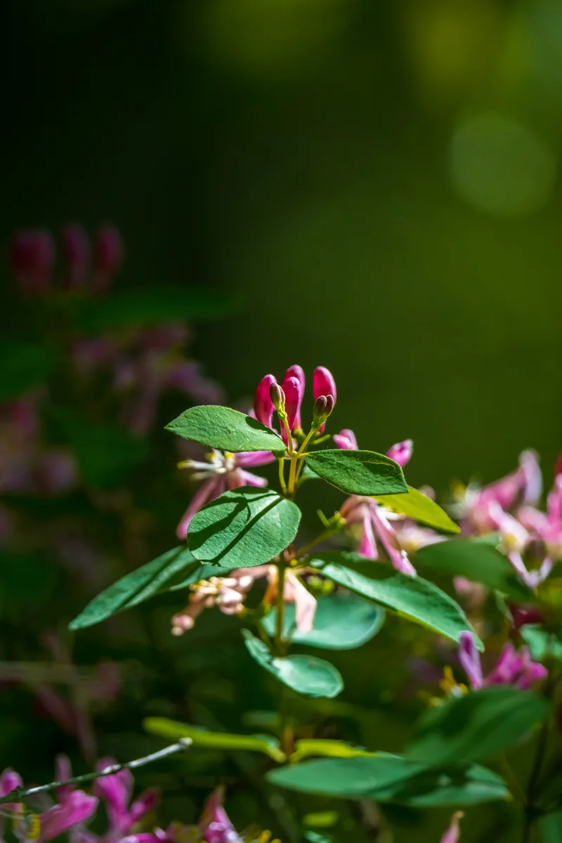 fresh spring pink flower buds on a small green shurb