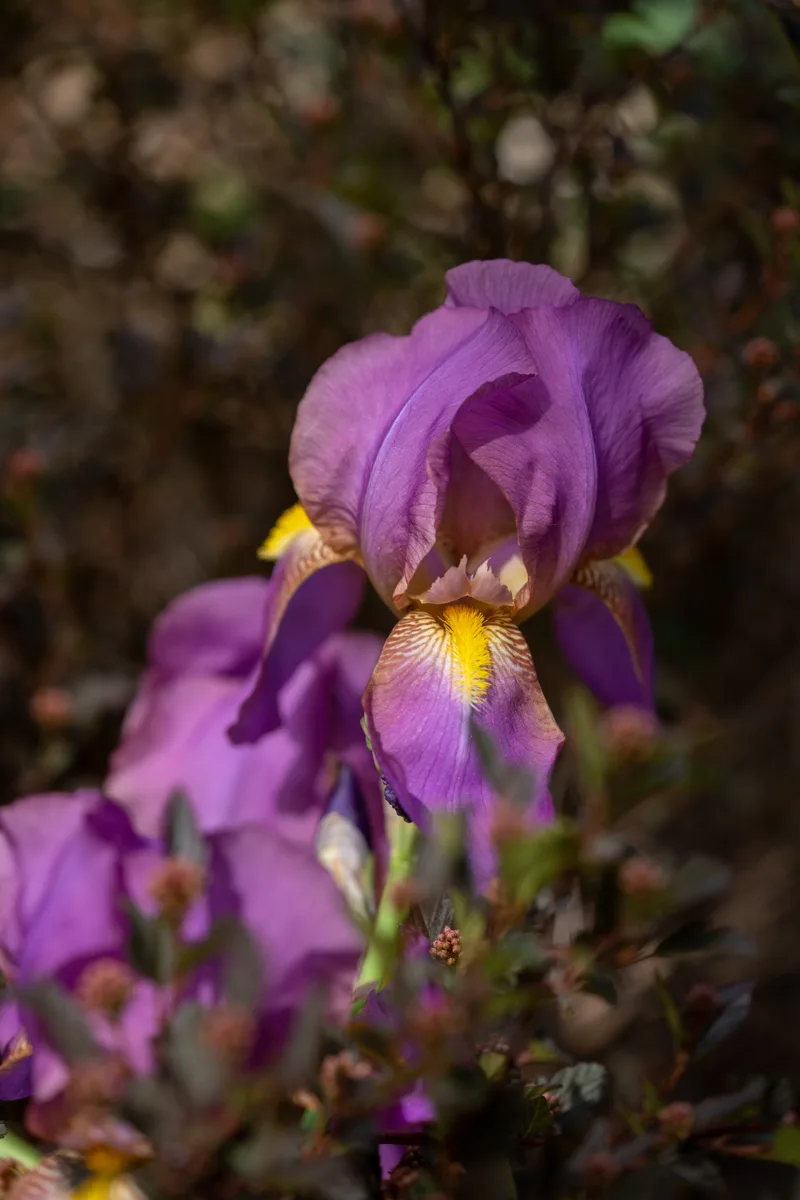 purple and yellow iris blooming between a row of devil's nine bark