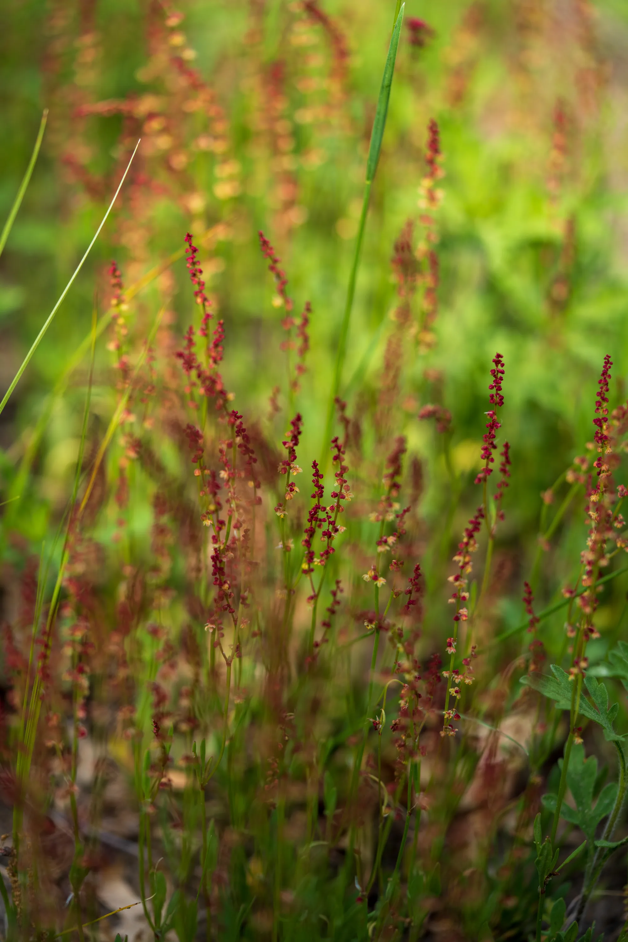 tiny red flowers blooming amongst the grass in a minnesota prairie