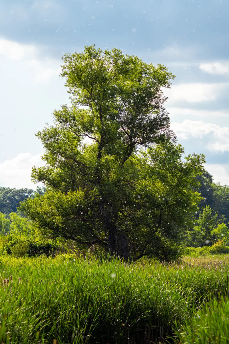 seed puffs floating down in front of a large tree in the middle of a field