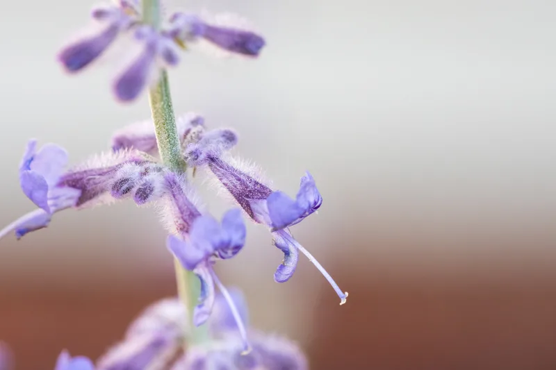 close up of small purple flowers with morning dew droplets on the petals