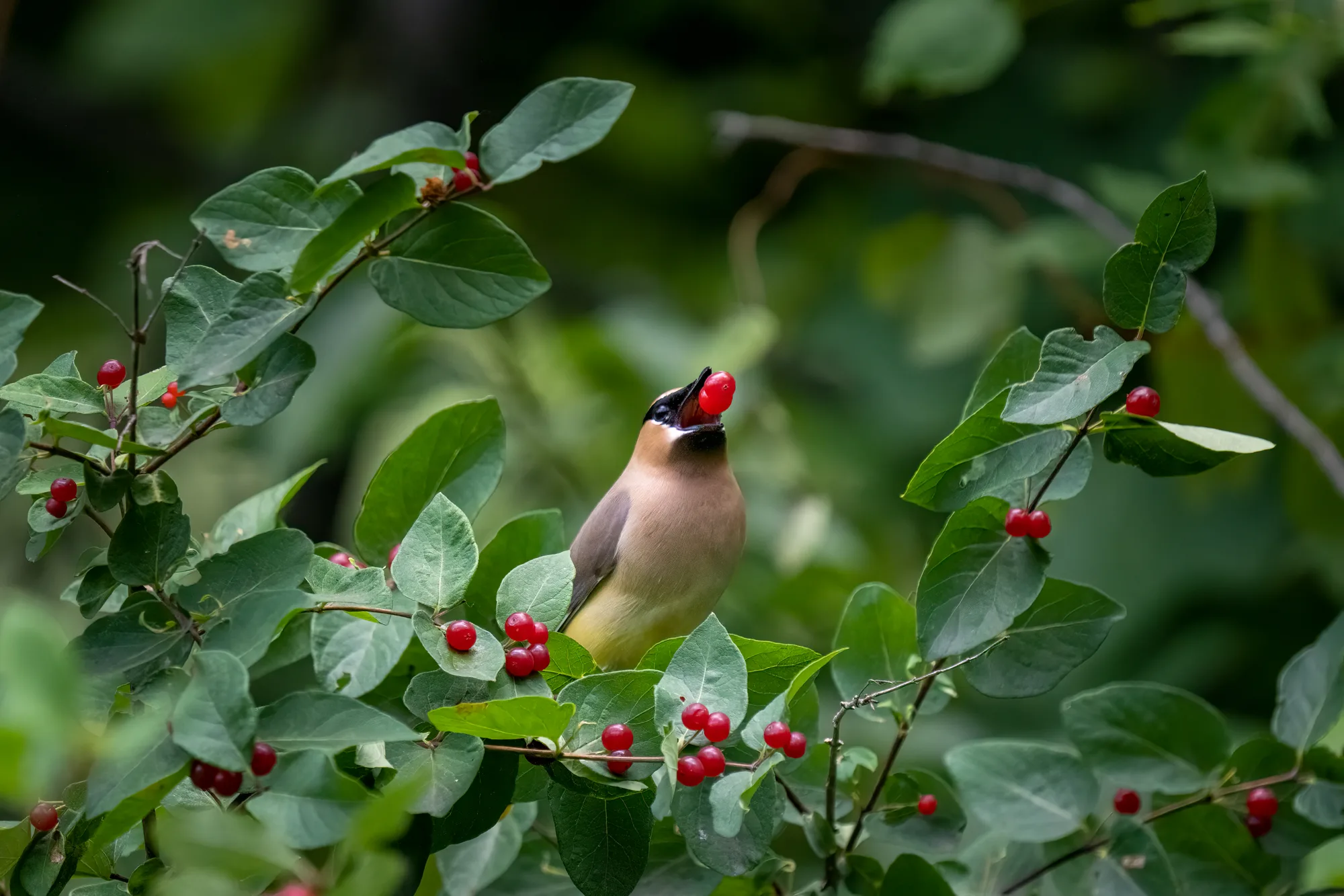 cedar waxwing bird tossing red berries into the air to eat them