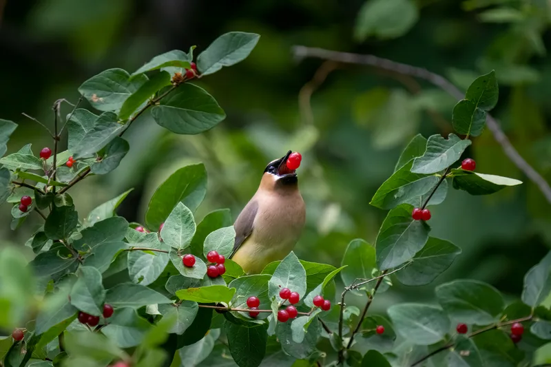 cedar waxwing bird tossing red berries into the air to eat them