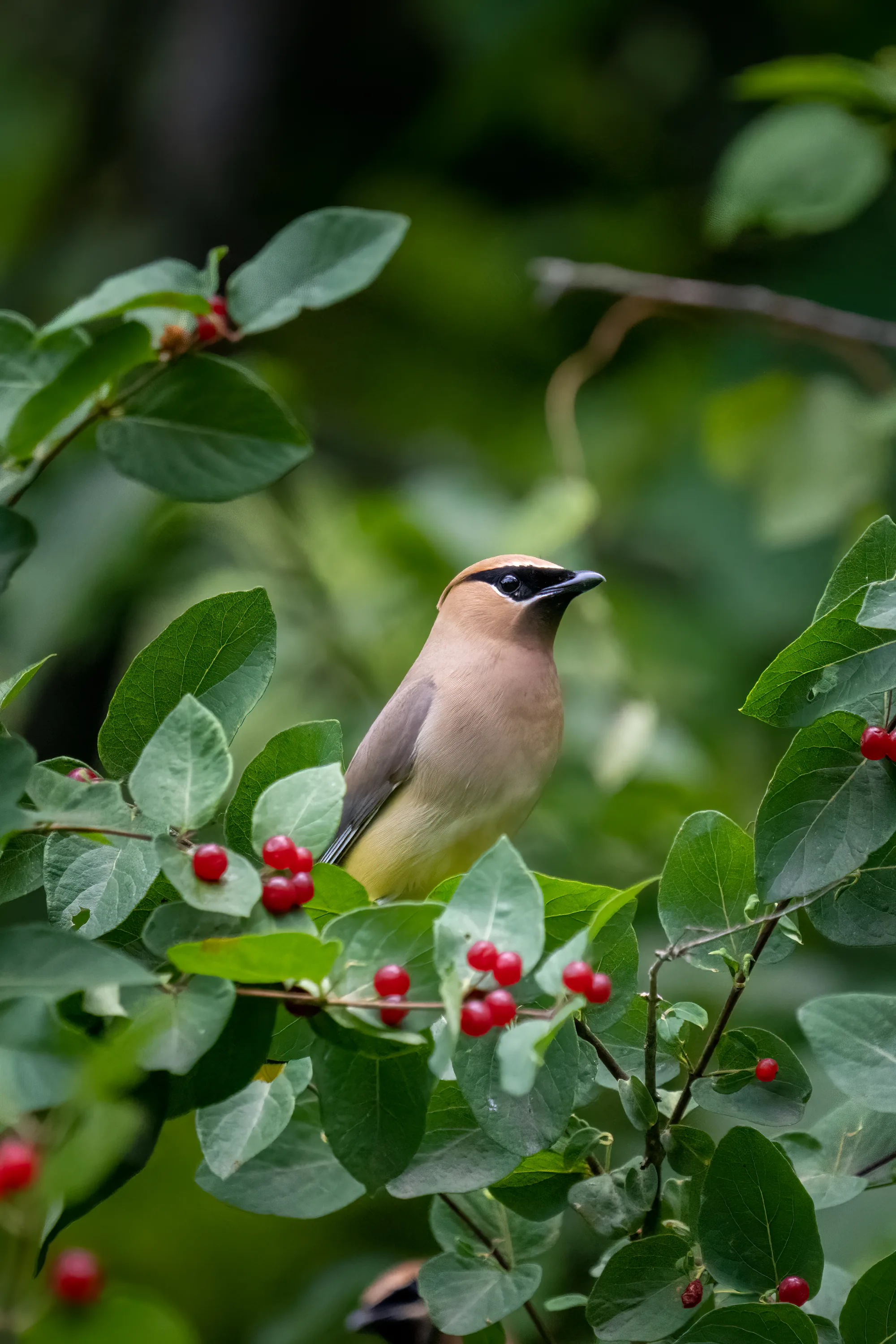 cedar waxwing bird sitting on a red berry bush