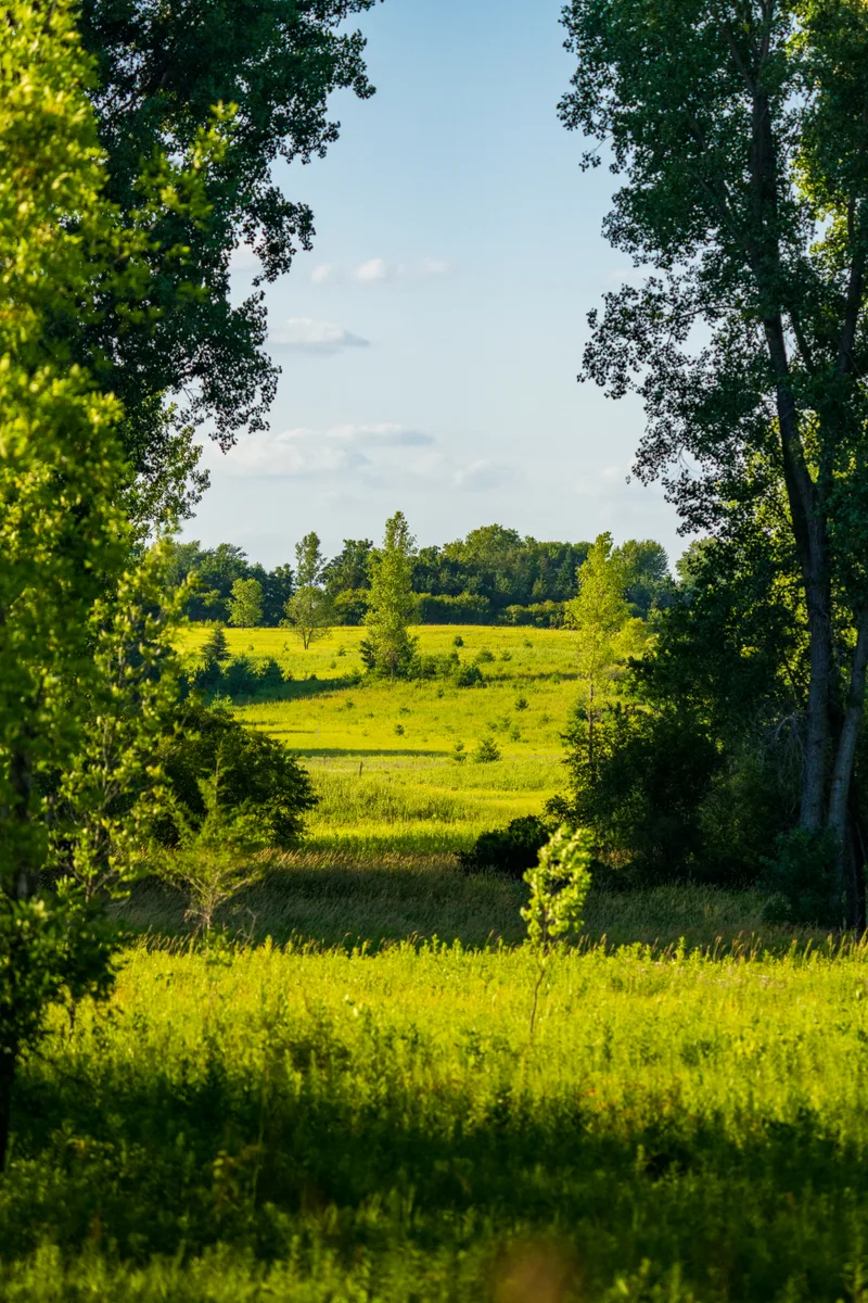 open grassy meadow on a mostly sunny day