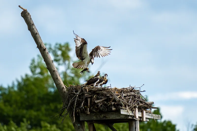 osprey coming home to a nest with a fresh fish