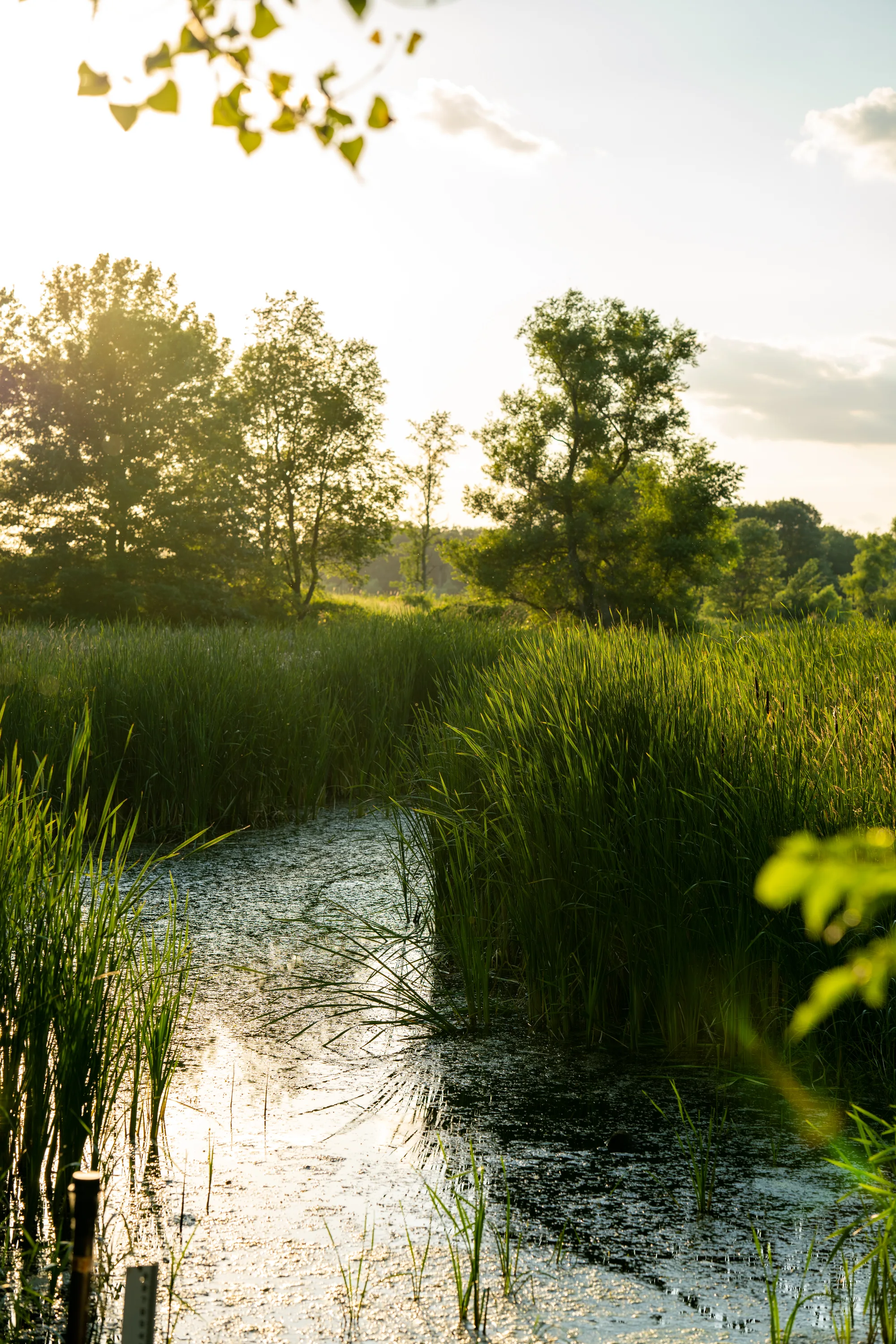 view over a marshy channel at sunset