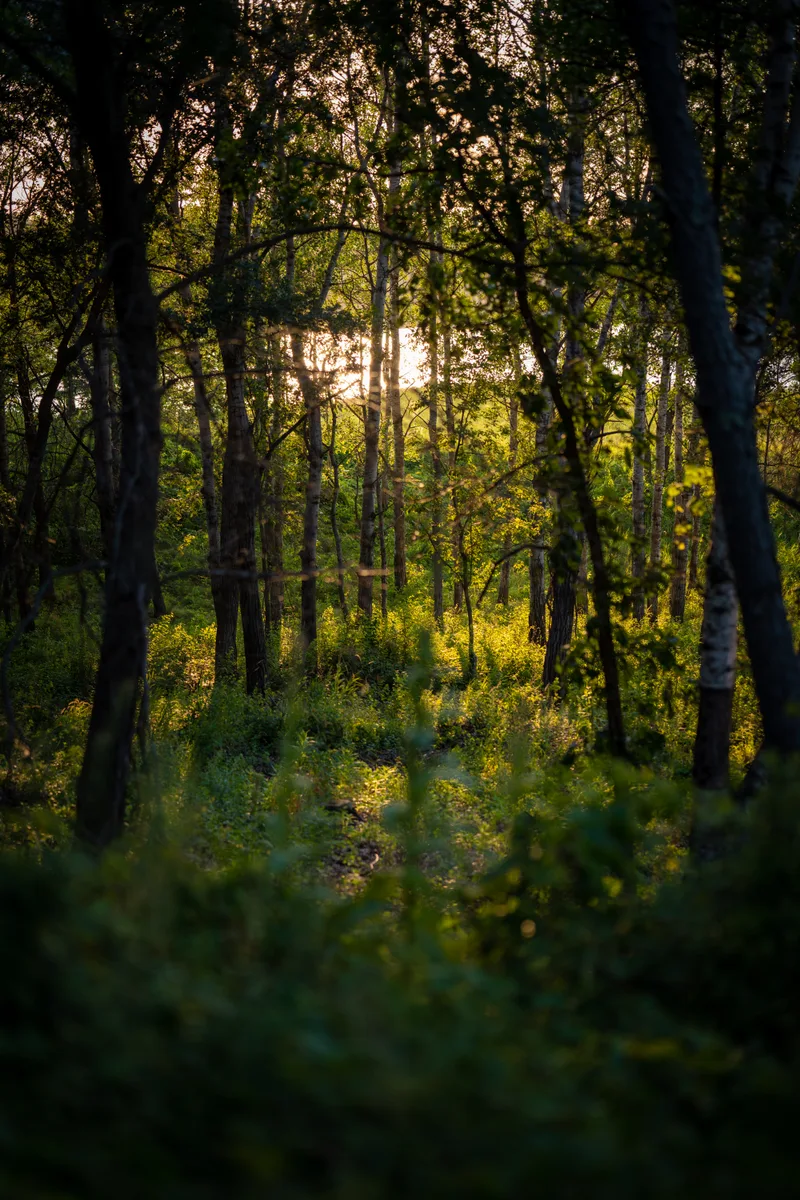 sunset view through the trees of a marshy lake