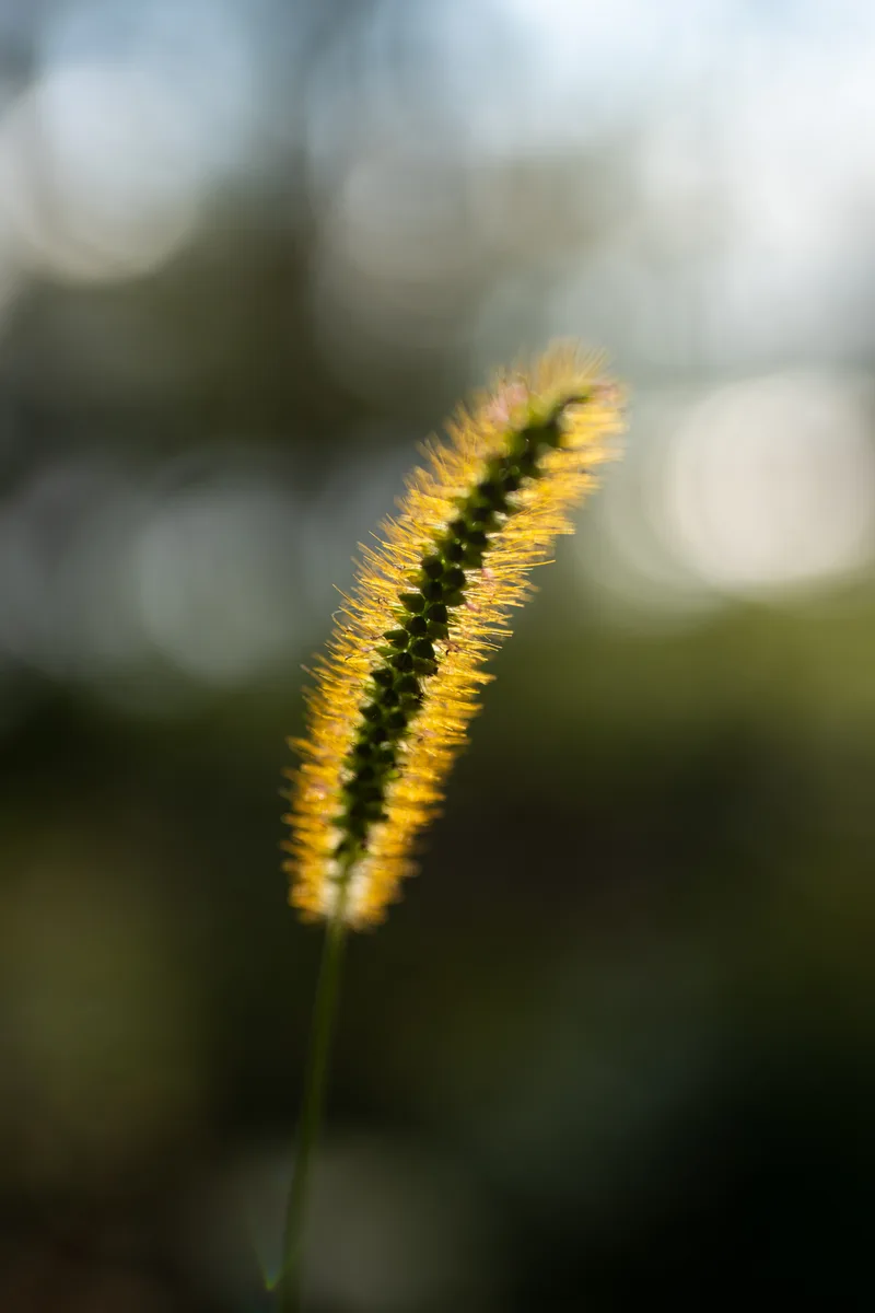 close-up of grass seeds back lit by the setting sun