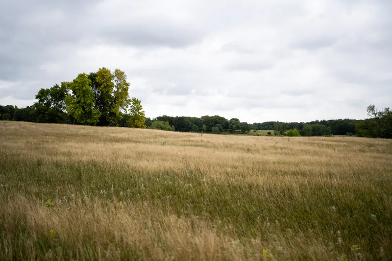 dry grass meadow with woodlands, sea of grass