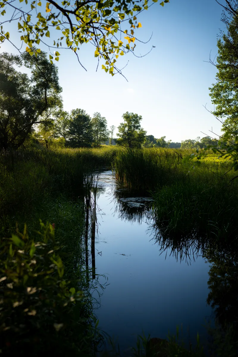 calm creek winding its way through a wetland at sunset