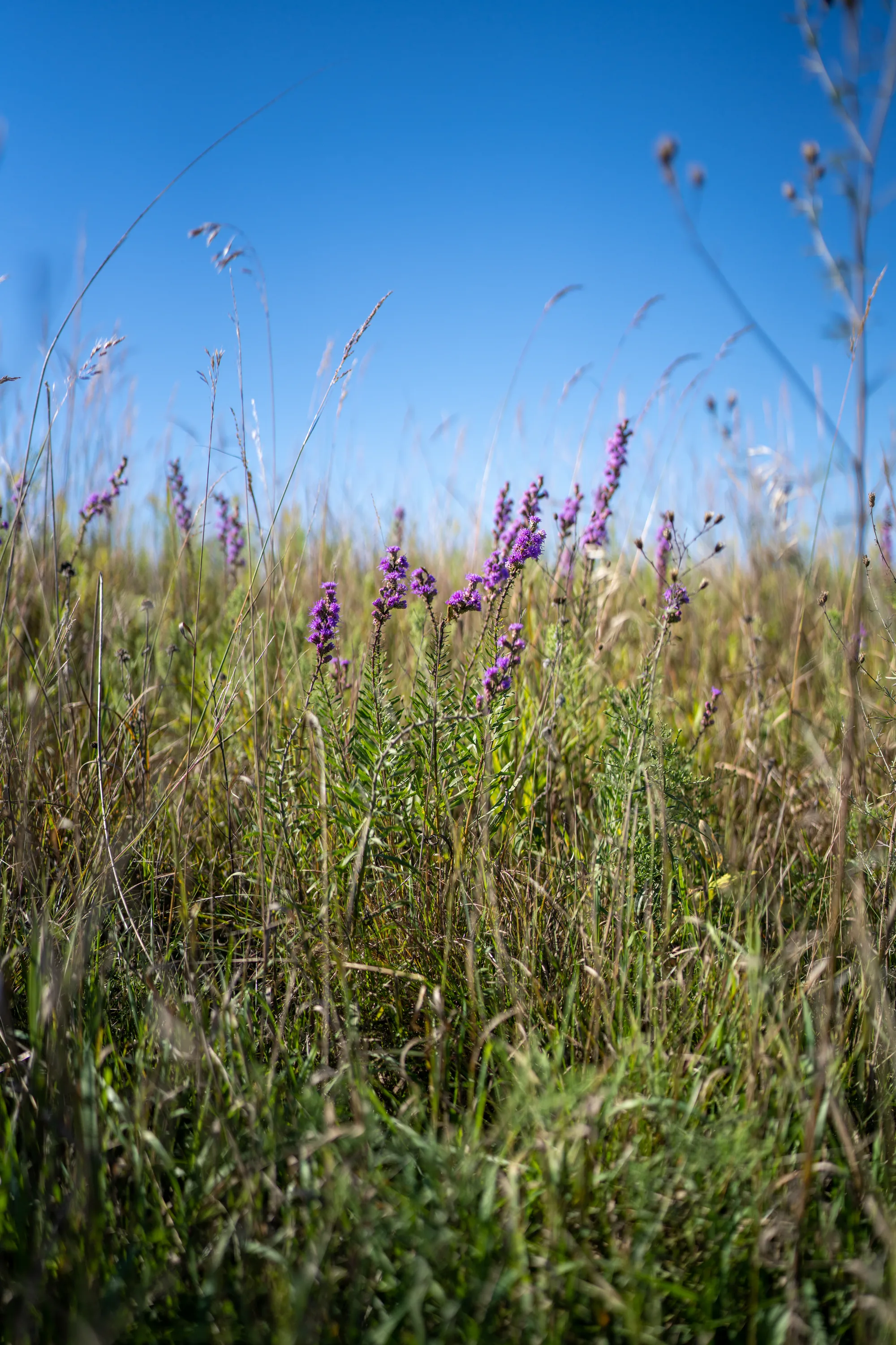 purple flowers in the middle of tall grass in a prairie