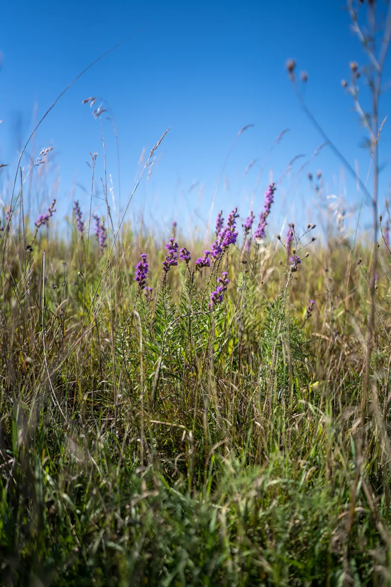purple flowers in the middle of tall grass in a prairie