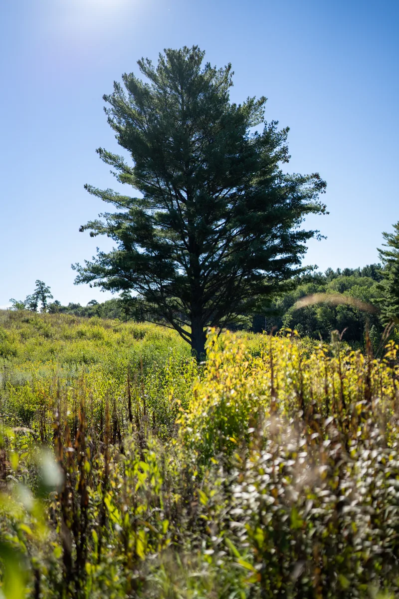 bacllit tree in the middle of a grassland or prairie surrounded by wildflowers