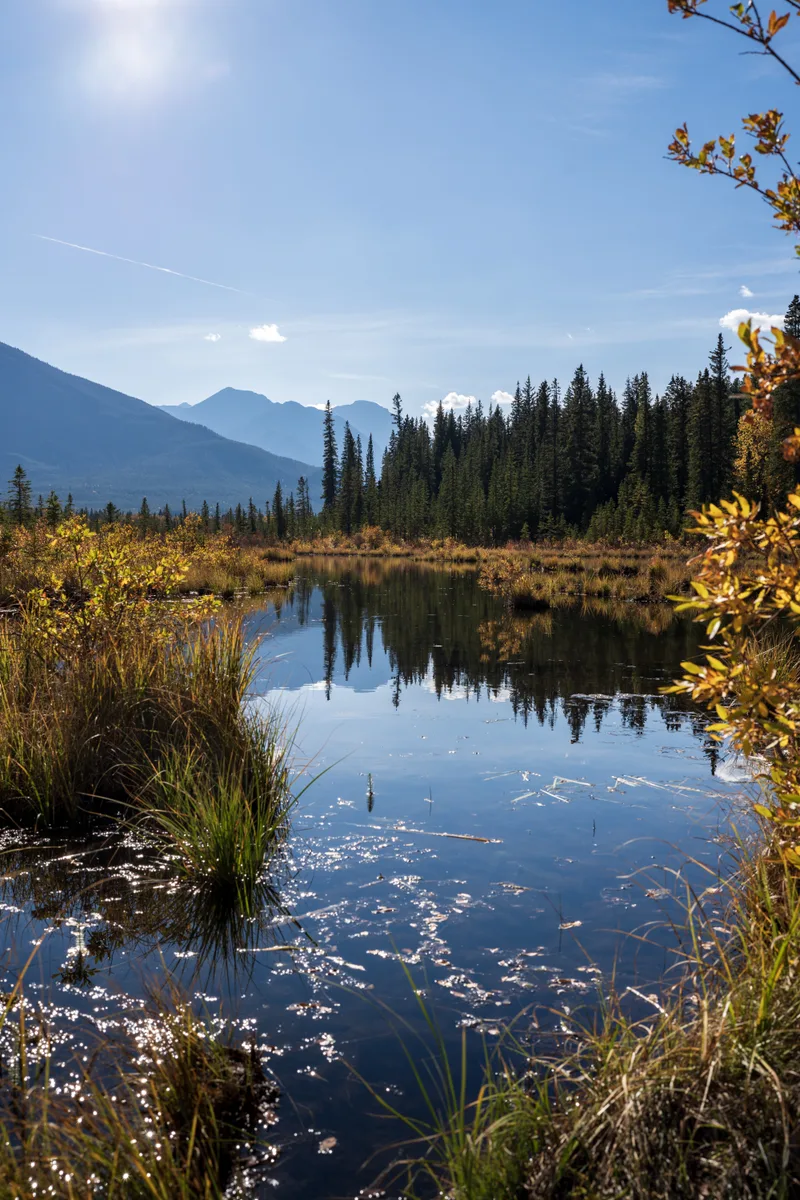 view of the trees over the vermillion lakes in banff
