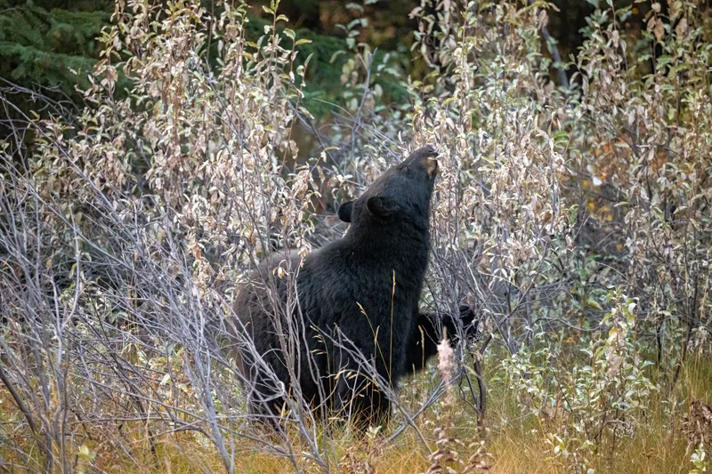 black bear getting ready for winter eating from bushes in banff national park