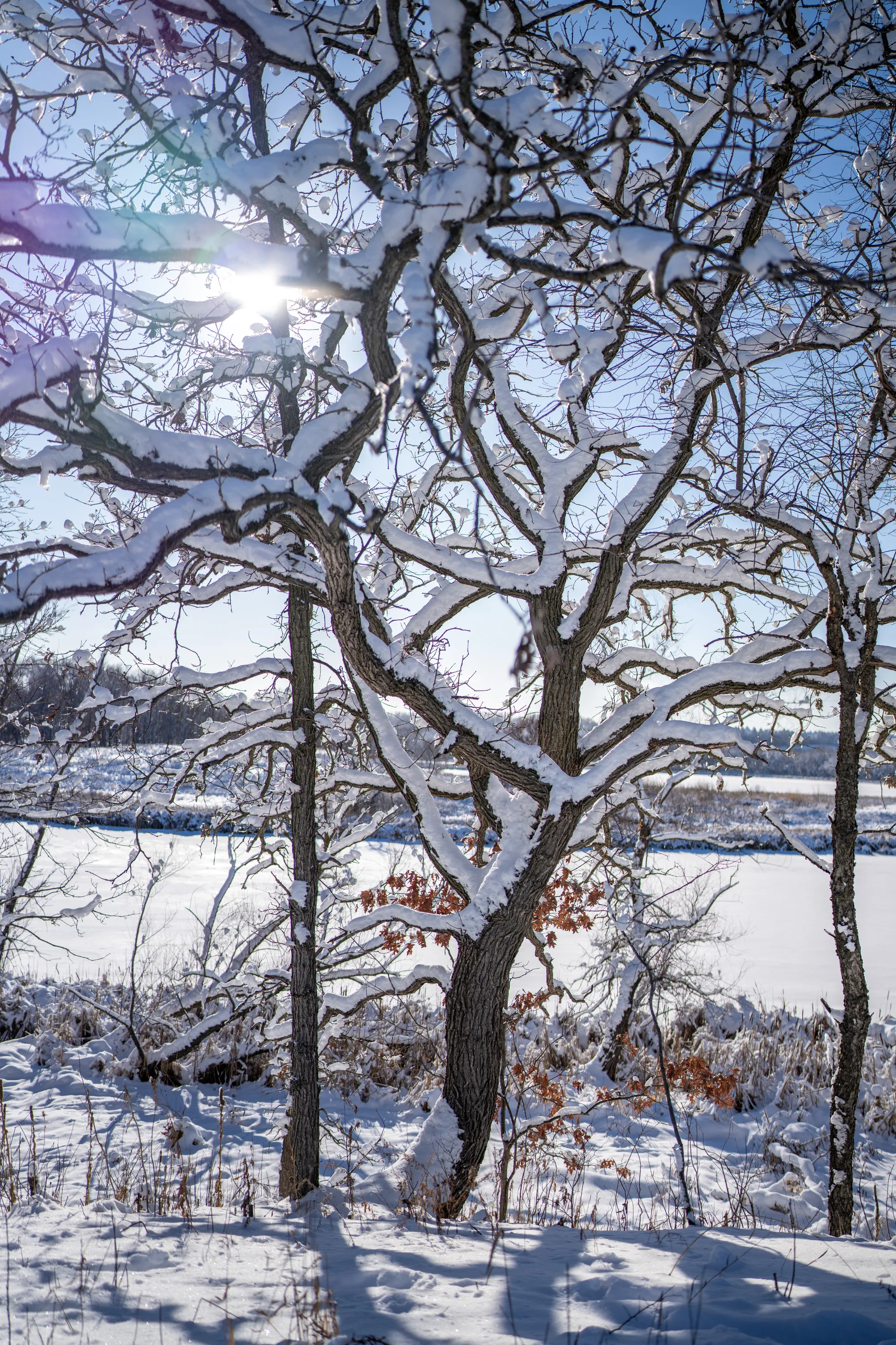 bare tree with many branches covered in fresh snow and the sun showing through behind it
