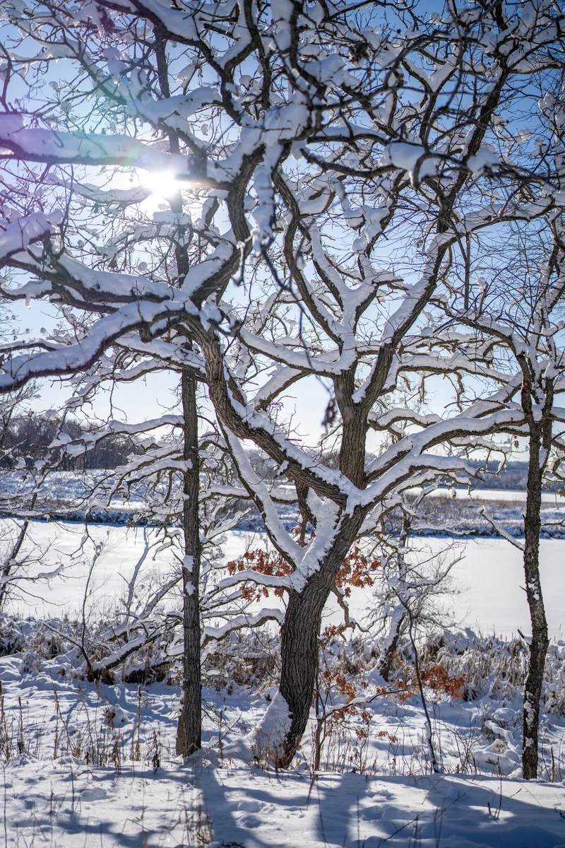 bare tree with many branches covered in fresh snow and the sun showing through behind it