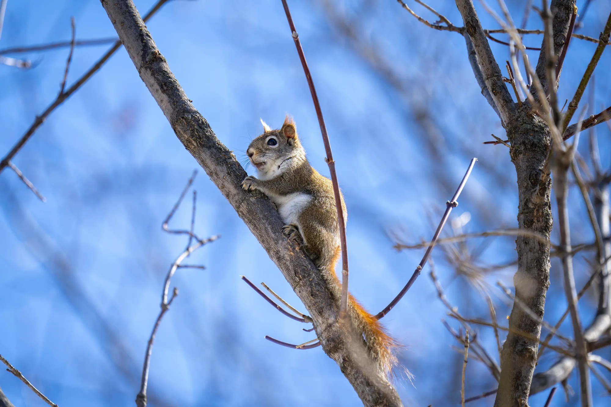 juvenile red squirrel sitting on a bare tree branch on a sunny spring day
