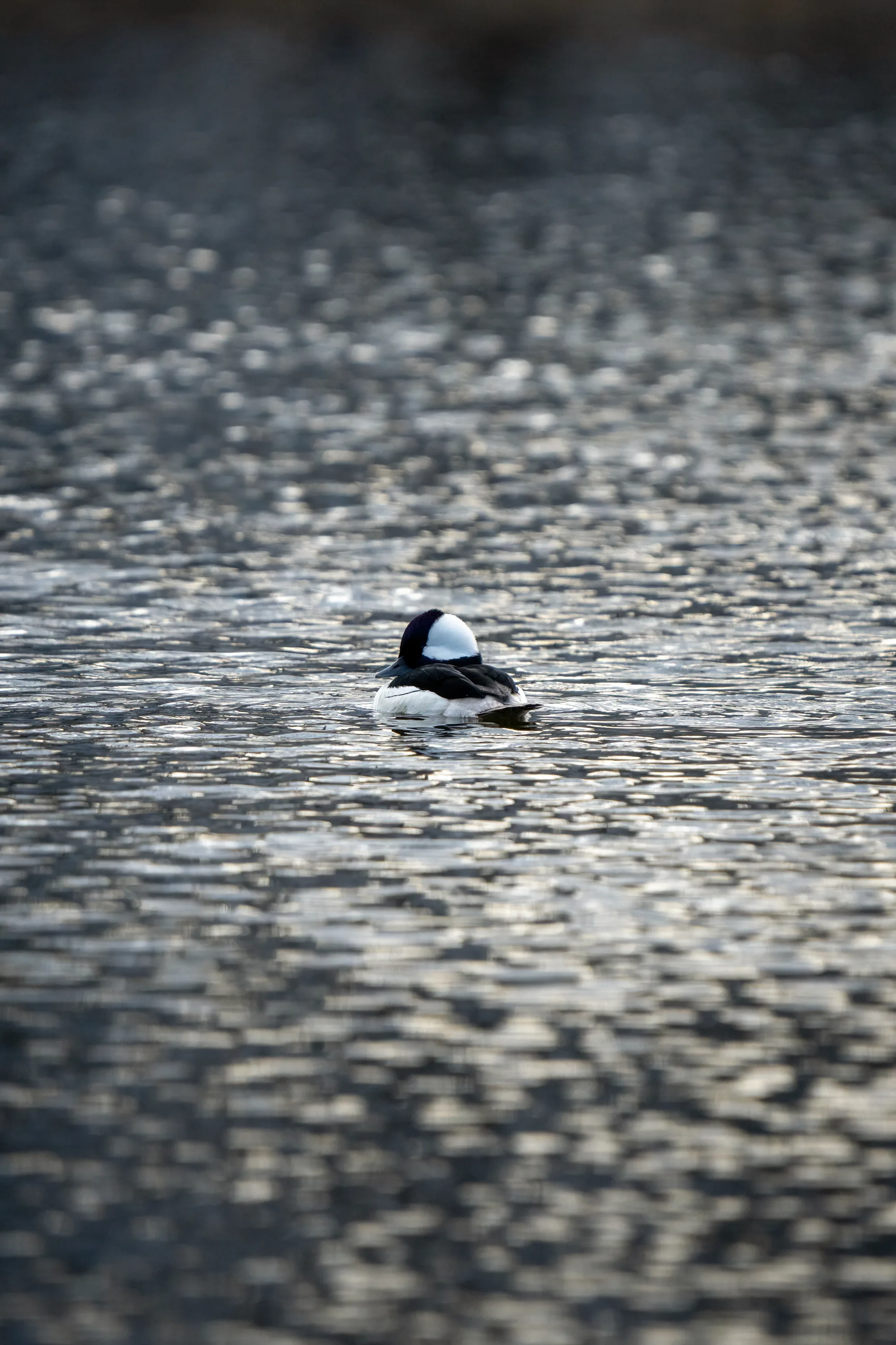 lone male bufflehead duck on a cold spring day on a lake