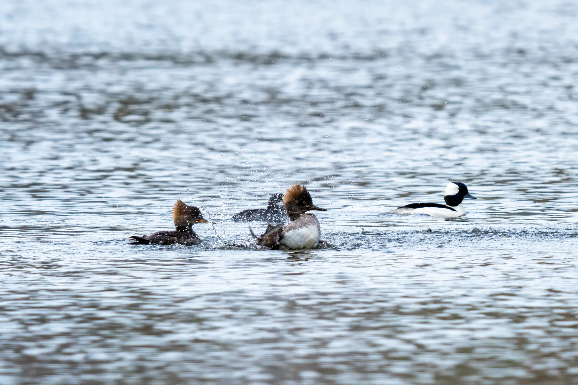 hooded merganser females splashing in the water near some buffleheads on a calm lake